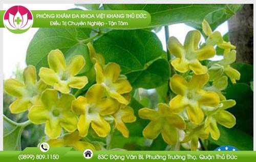 Cách chữa bệnh trĩ bằng lá thiên lý hiệu quả nhất bạn cần biết