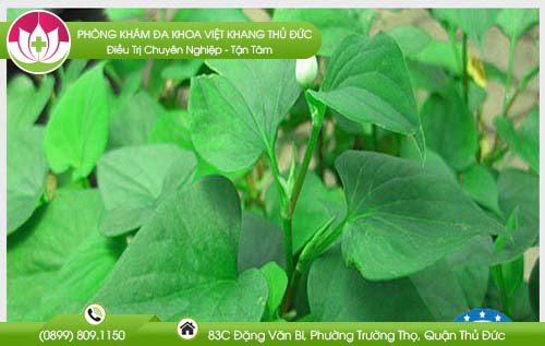 cach-chua-benh-tri-ngoai-bang-rau-diep-ca