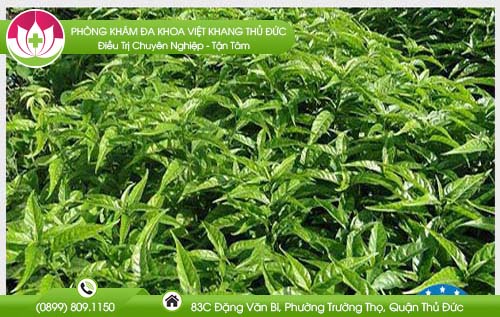 Cách chữa bệnh trĩ từ cây hoàn ngọc mang lại hiệu quả cao