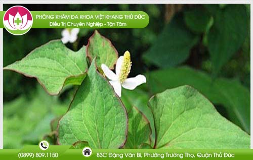 cach-tri-benh-tri-tai-nha-bang-rau-diep-ca
