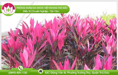 cay-huyet-du-co-chua-duoc-benh-tri-khong