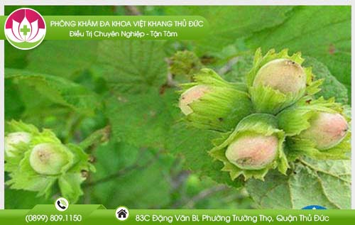 Cây phỉ là gì? Cây phỉ có chữa bệnh trĩ được không?