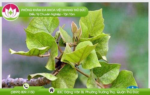 cay-vong-chua-benh-tri-co-hieu-qua-khong