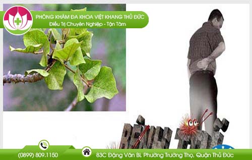 Cây vông chữa bệnh trĩ có hiệu quả không?