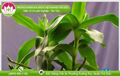 Chữa bệnh trĩ bằng cây lược vàng như thế nào