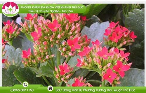 Chữa trĩ bằng lá bỏng như thế nào?