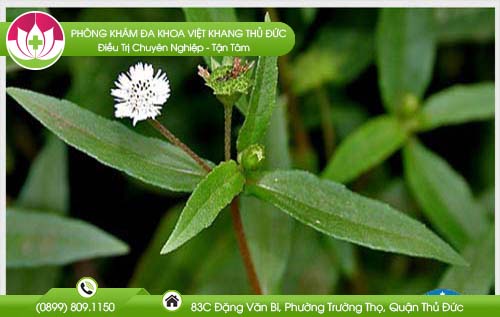 Cỏ mực chữa bệnh trĩ có hiệu quả không?