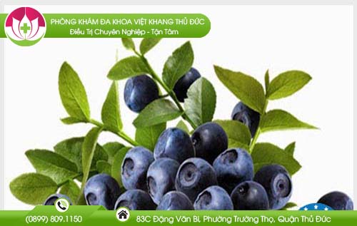 Công dụng chữa bệnh trĩ của quả việt quất như thế nào?