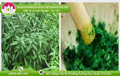 Công dụng của cây hoàn ngọc trong việc điều trị bệnh trĩ