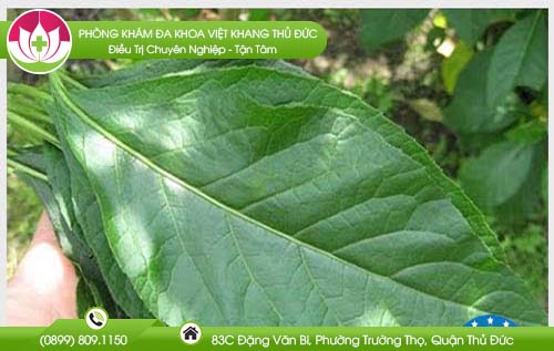 Công dụng của cây mật gấu cho bạn nhiều bất ngờ