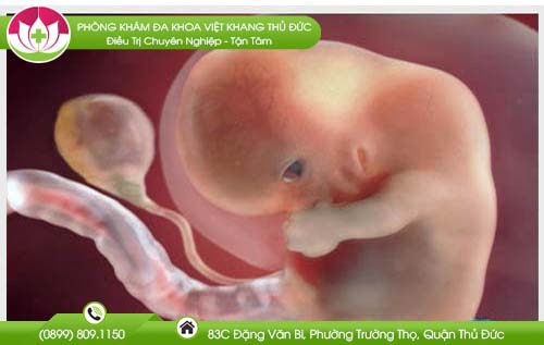 hinh-anh-thai-8-tuan-tuoi