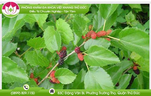 Lá dâu tằm có tác dụng gì không phải ai cũng biết