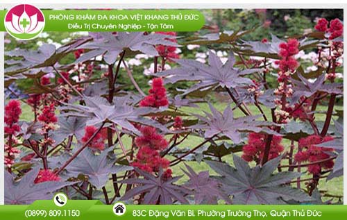 la-thau-dau-tia-than-duoc-vang-chua-benh-tri-ban-nen-biet