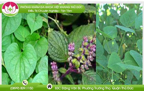 Một số lá cây chữa bệnh trĩ