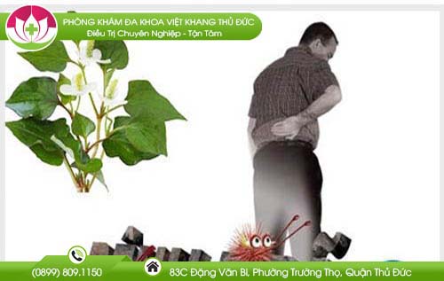 mot-so-la-cay-chua-benh-tri1