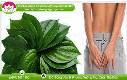 Ngâm lá trầu không chữa bệnh trĩ có hiệu quả không?