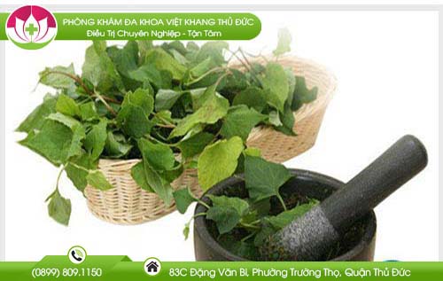 Phụ nữ mang thai dùng diếp cá điều trị bệnh trĩ có tốt không?