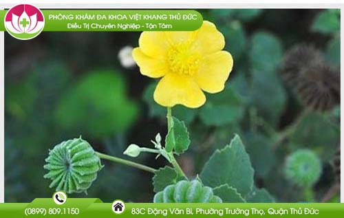 Tác dụng tuyệt vời của cây cối xay ít người biết