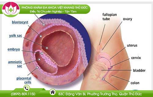 thai-bao-nhieu-tuan-thi-khong-pha-duoc