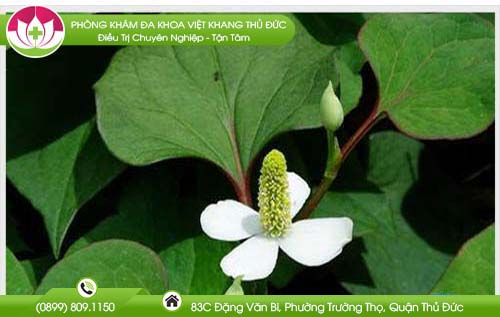 thuc-hu-chuyen-an-rau-diep-ca-bi-vo-sinh