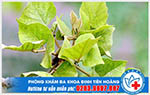 Chữa bệnh trĩ bằng lá vông - Phương pháp đơn giản, hiệu quả