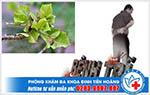 Cây vông chữa bệnh trĩ có hiệu quả không?