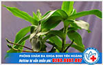 Chữa bệnh trĩ bằng cây lược vàng như thế nào