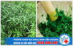 Công dụng của cây hoàn ngọc trong việc điều trị bệnh trĩ
