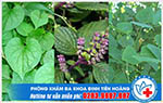 Một số lá cây chữa bệnh trĩ