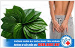 Ngâm lá trầu không chữa bệnh trĩ có hiệu quả không?